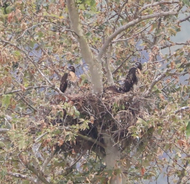 Red-tailed Hawk - Diane Etchison