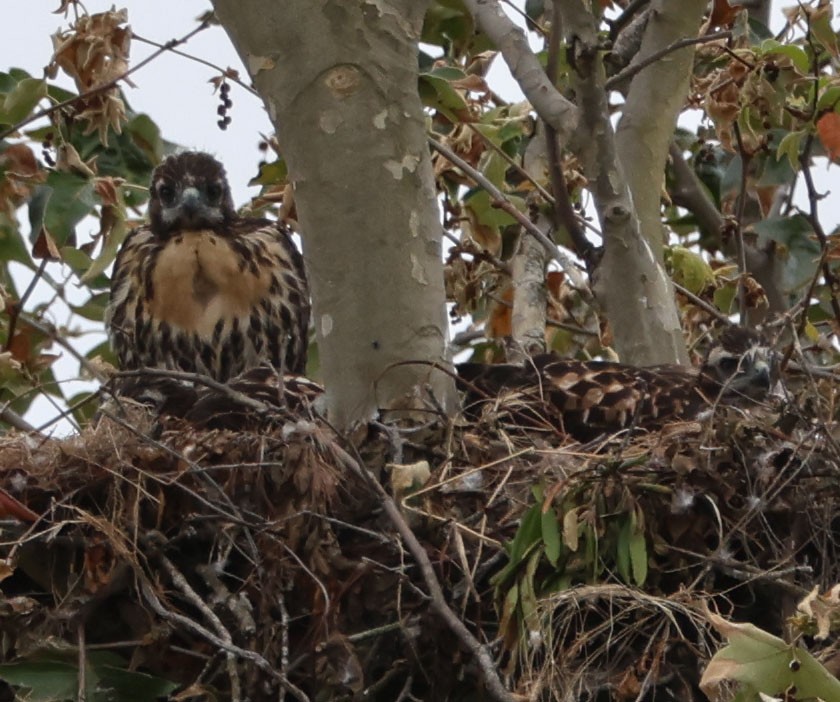 Red-tailed Hawk - Diane Etchison