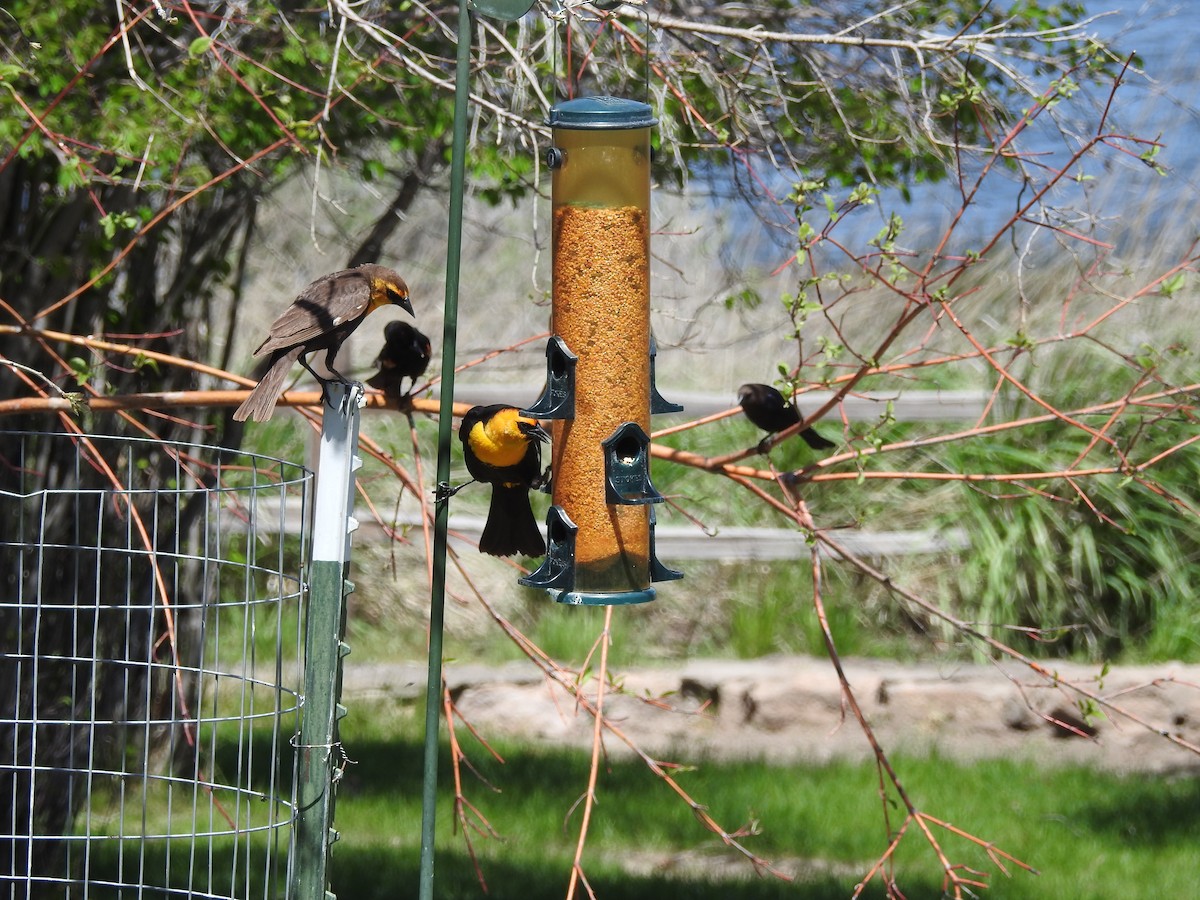 Yellow-headed Blackbird - Patrick Gearin