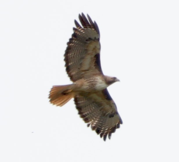 Red-tailed Hawk - Diane Etchison