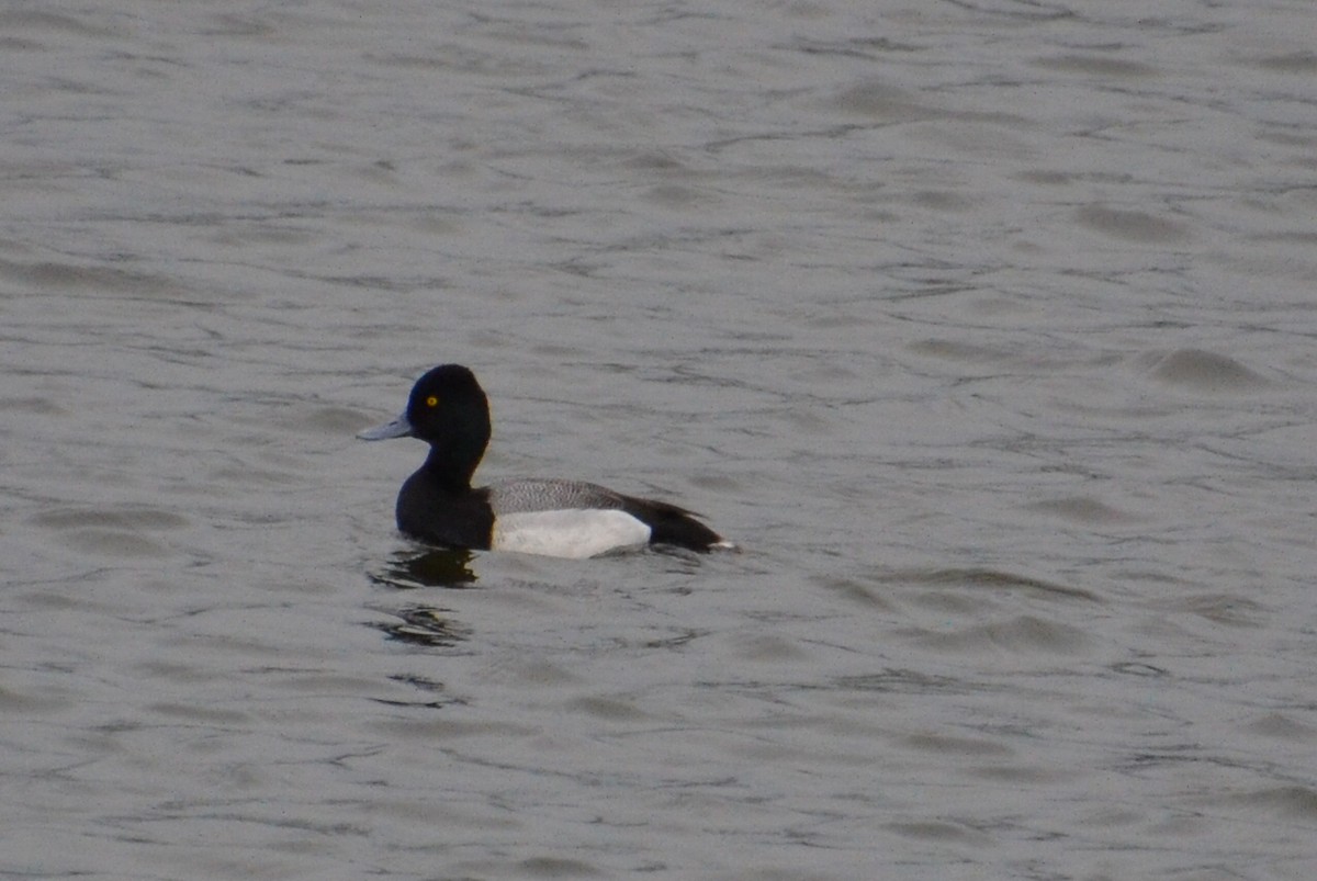 Lesser Scaup - Ted Armstrong
