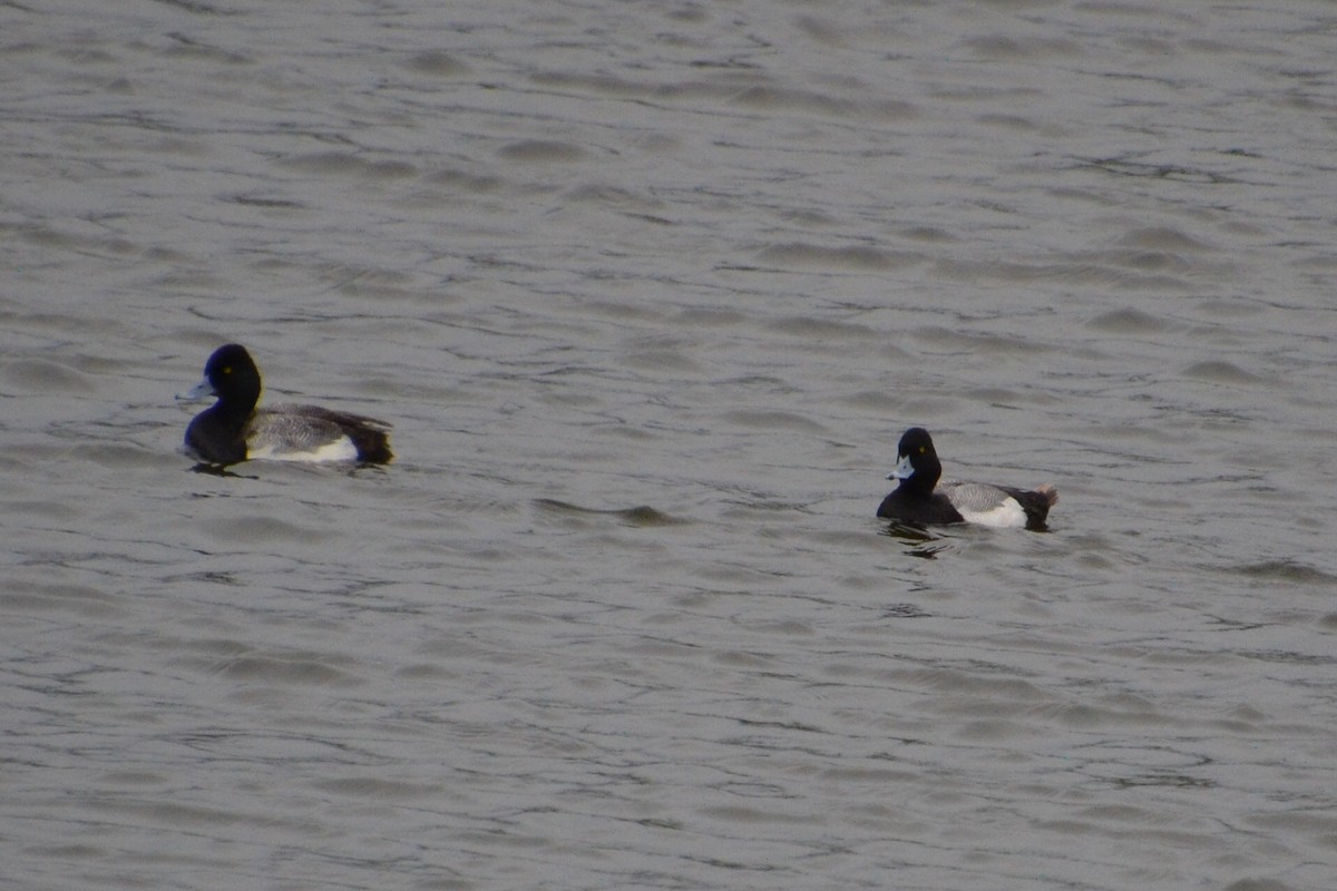 Lesser Scaup - Ted Armstrong