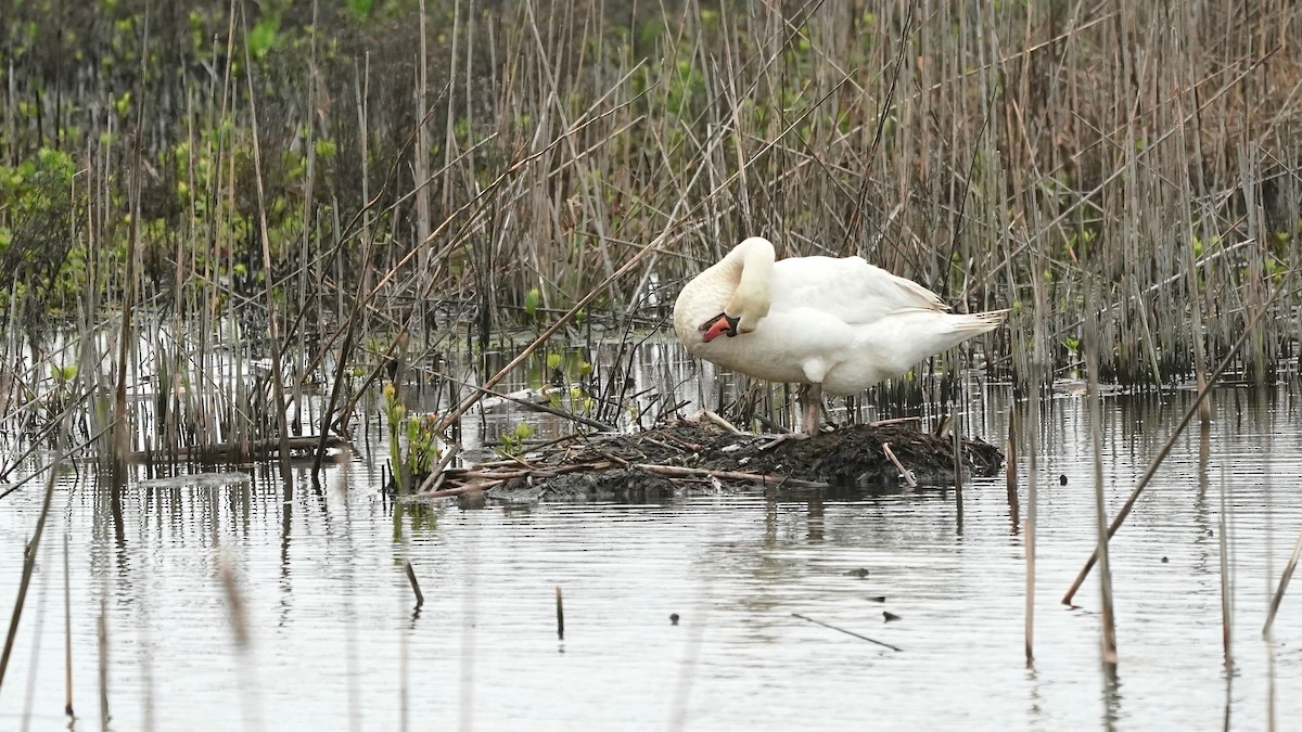 Mute Swan - Indira Thirkannad