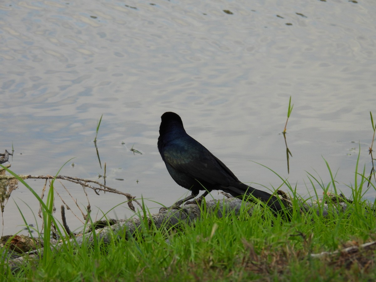 Boat-tailed Grackle - Denise Rychlik