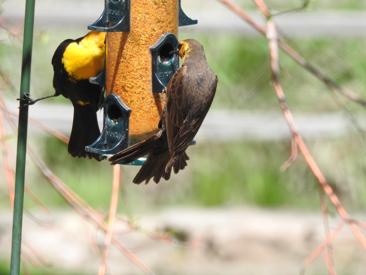 Yellow-headed Blackbird - Patrick Gearin