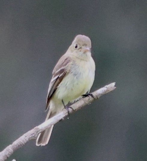 Western Flycatcher - Diane Etchison