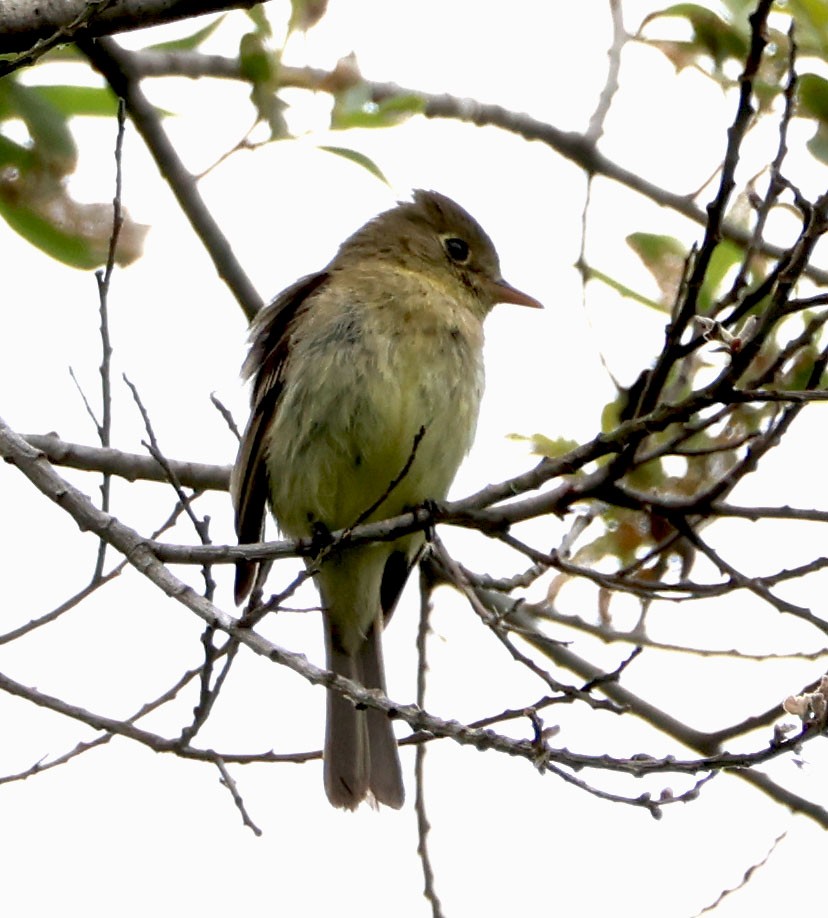 Western Flycatcher - Diane Etchison