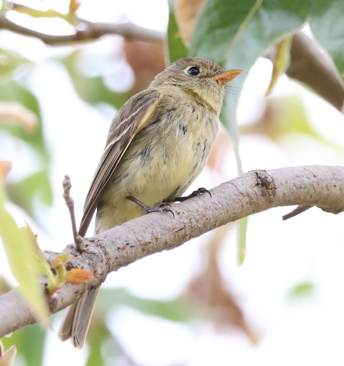 Western Flycatcher - Diane Etchison