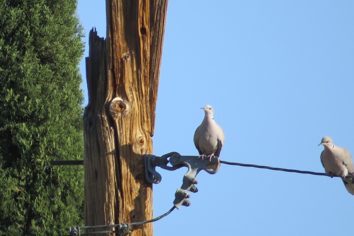 Eurasian Collared-Dove - Alan Collier