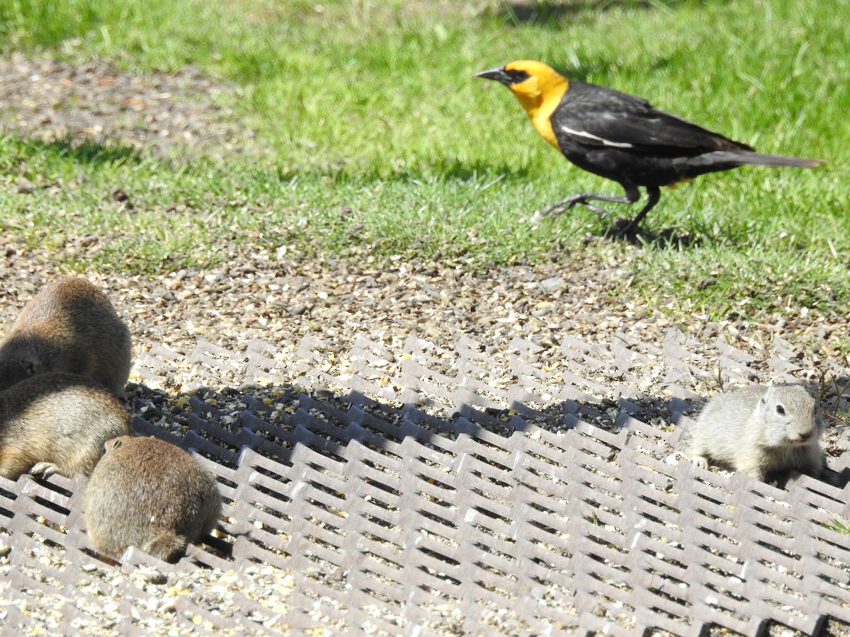 Yellow-headed Blackbird - Patrick Gearin