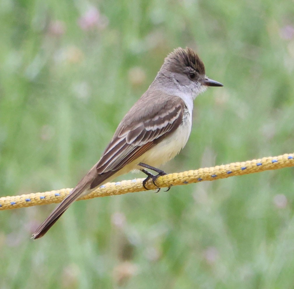 Ash-throated Flycatcher - Diane Etchison