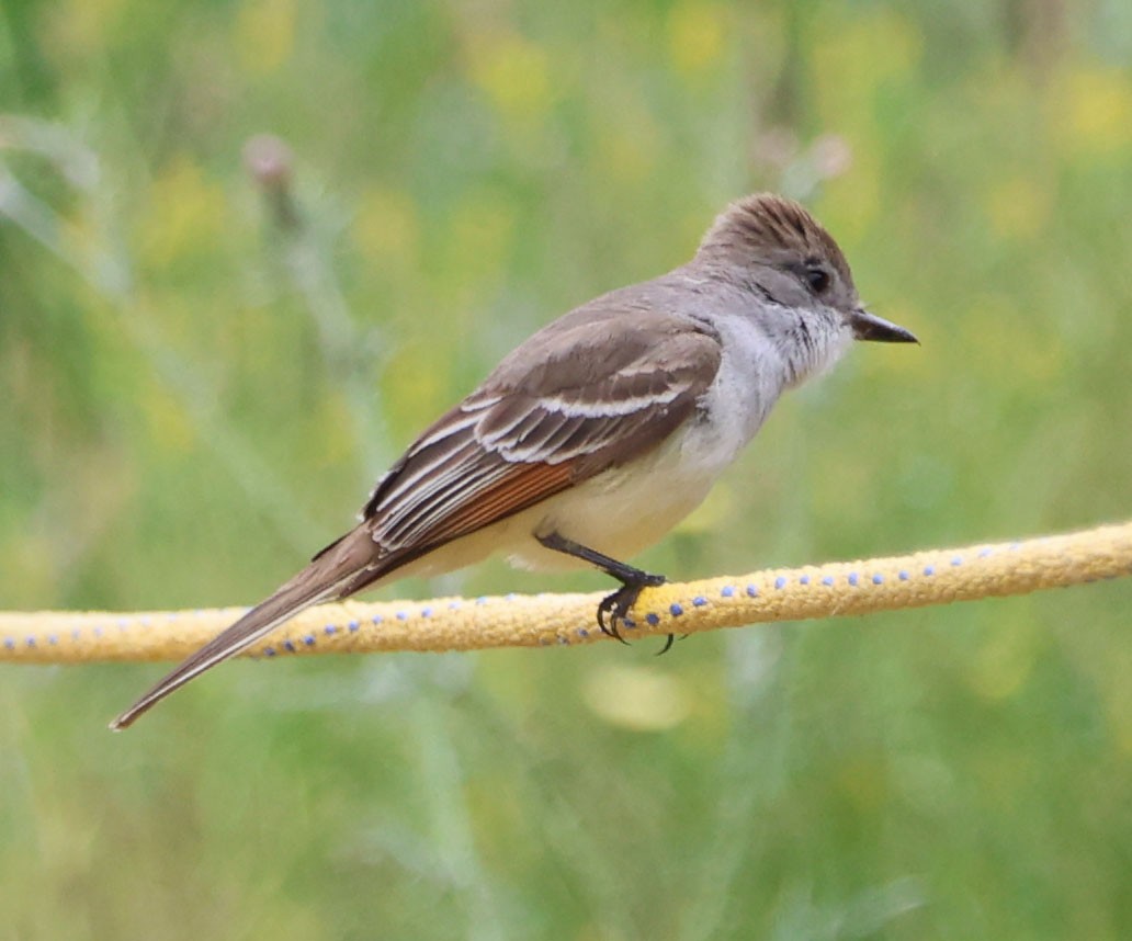 Ash-throated Flycatcher - Diane Etchison