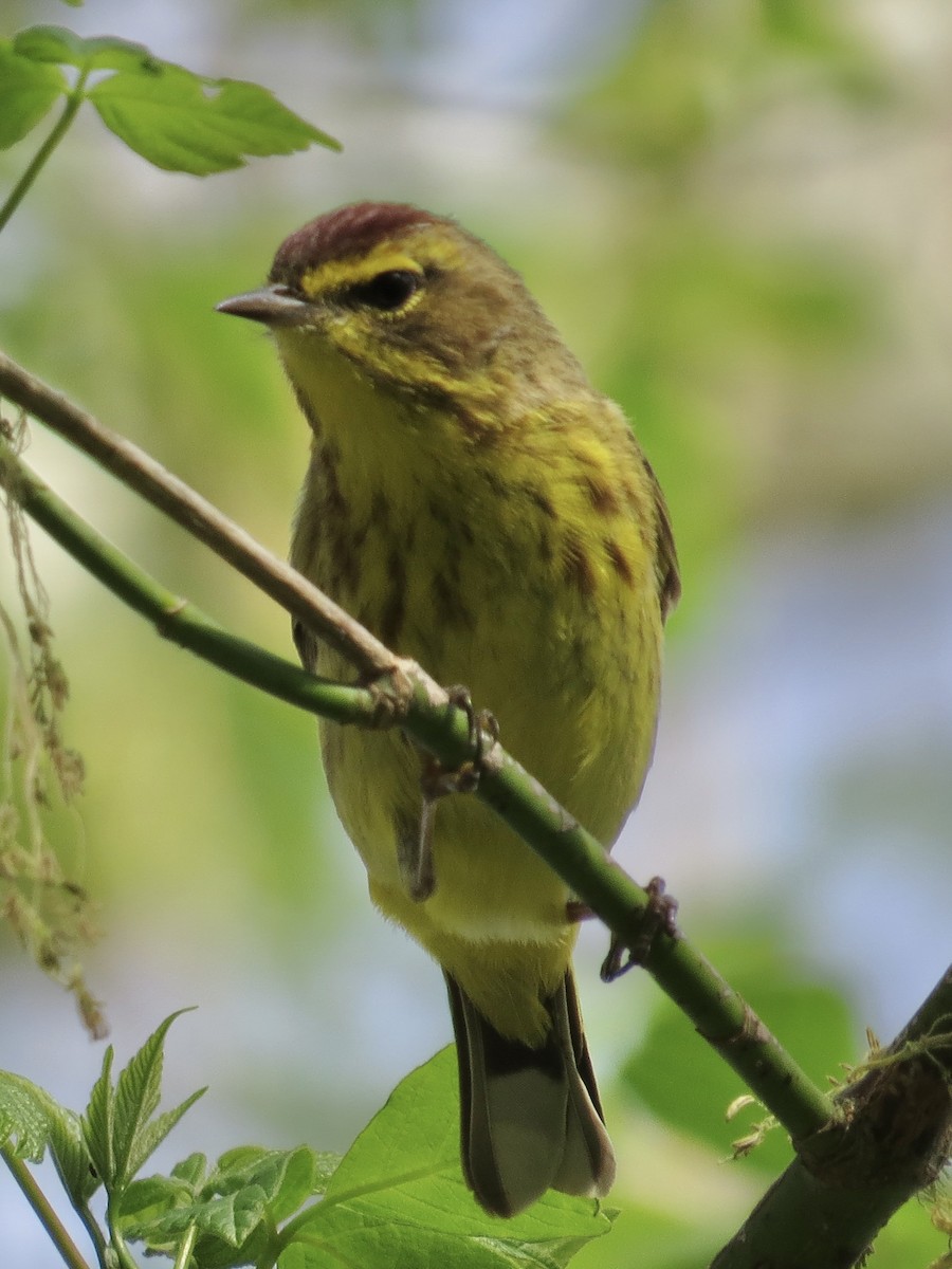 Palm Warbler (Yellow) - Tim Carney