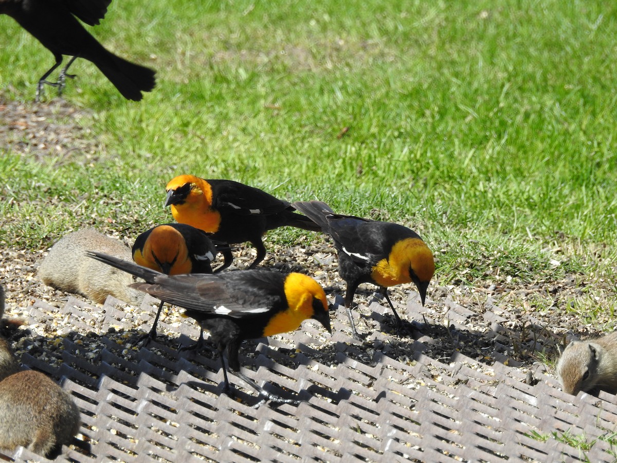 Yellow-headed Blackbird - Patrick Gearin