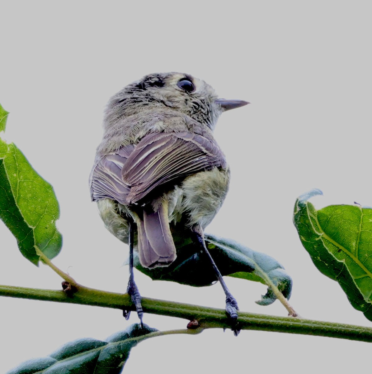 Hutton's Vireo - Diane Etchison