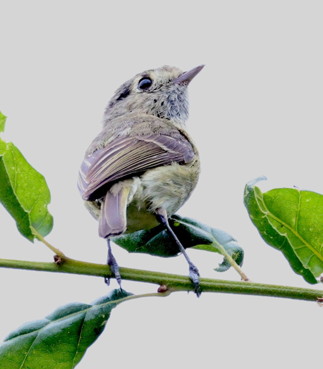 Hutton's Vireo - Diane Etchison