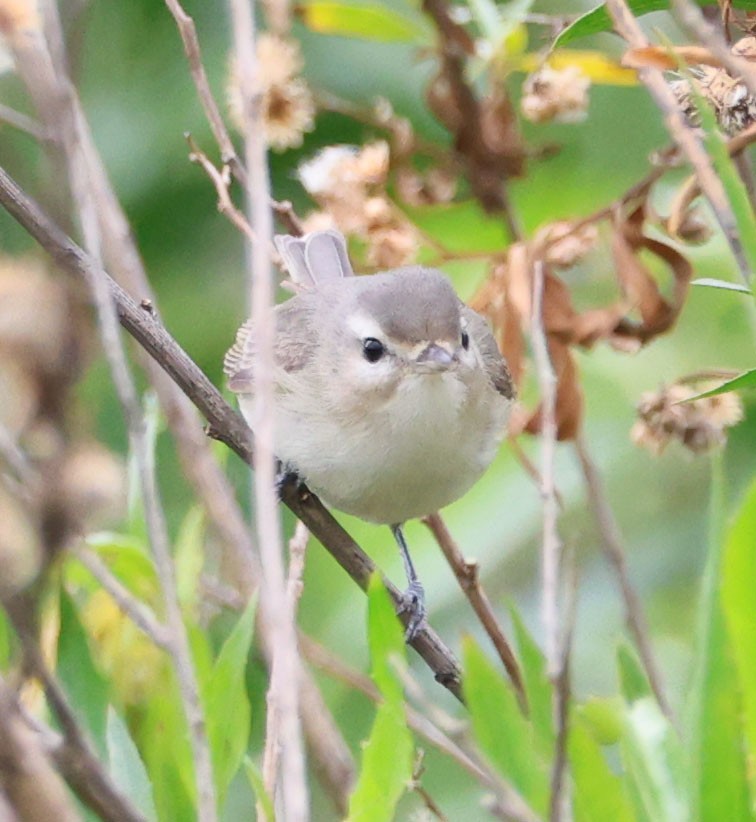 Warbling Vireo - Diane Etchison