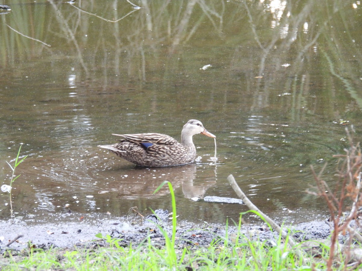 Mottled Duck - Denise Rychlik