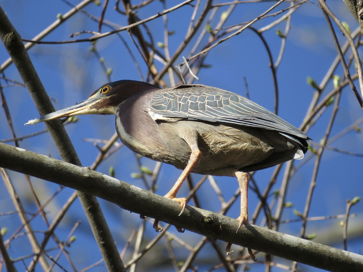 Green Heron - ML619466397