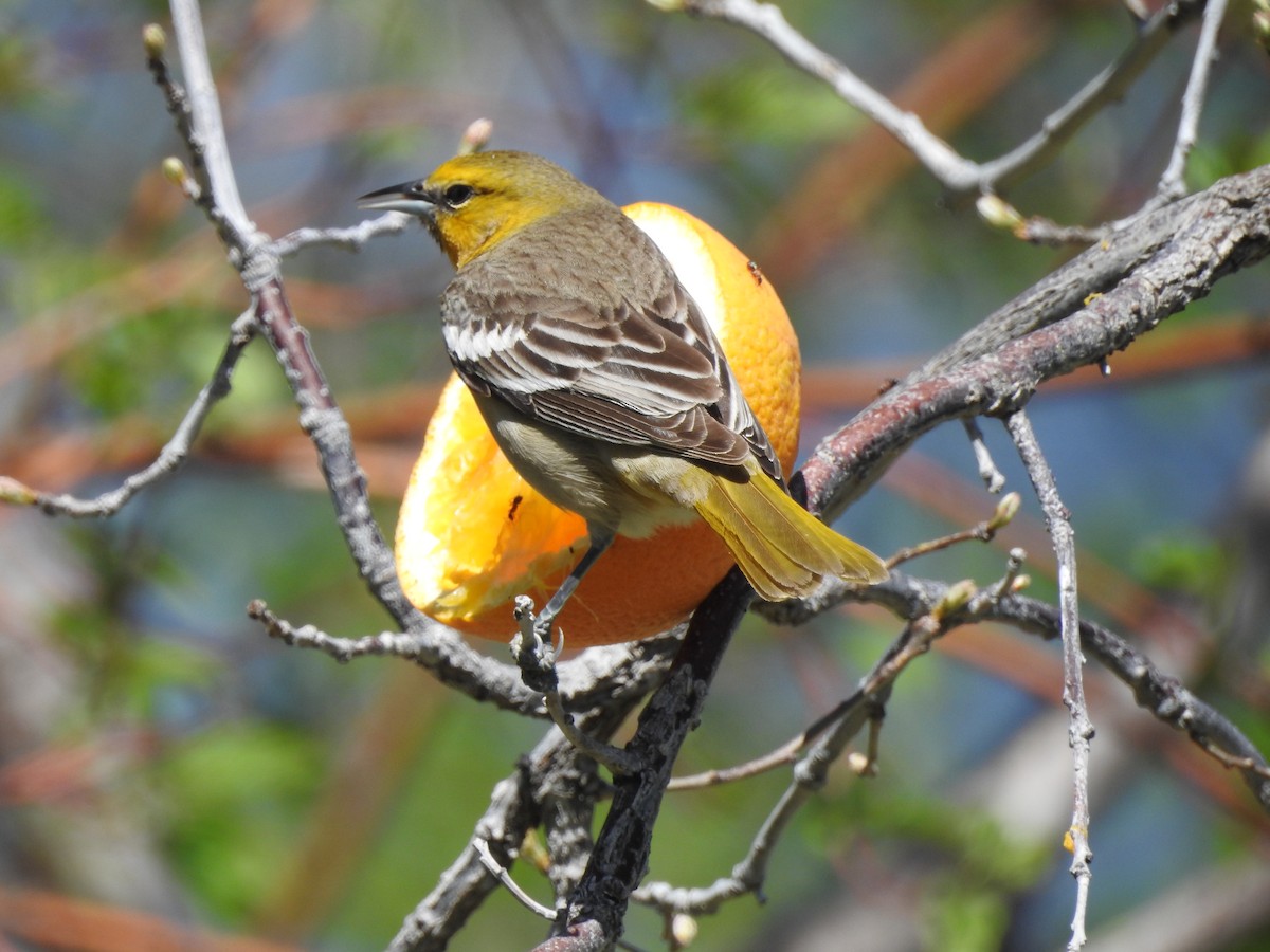 Bullock's Oriole - Patrick Gearin