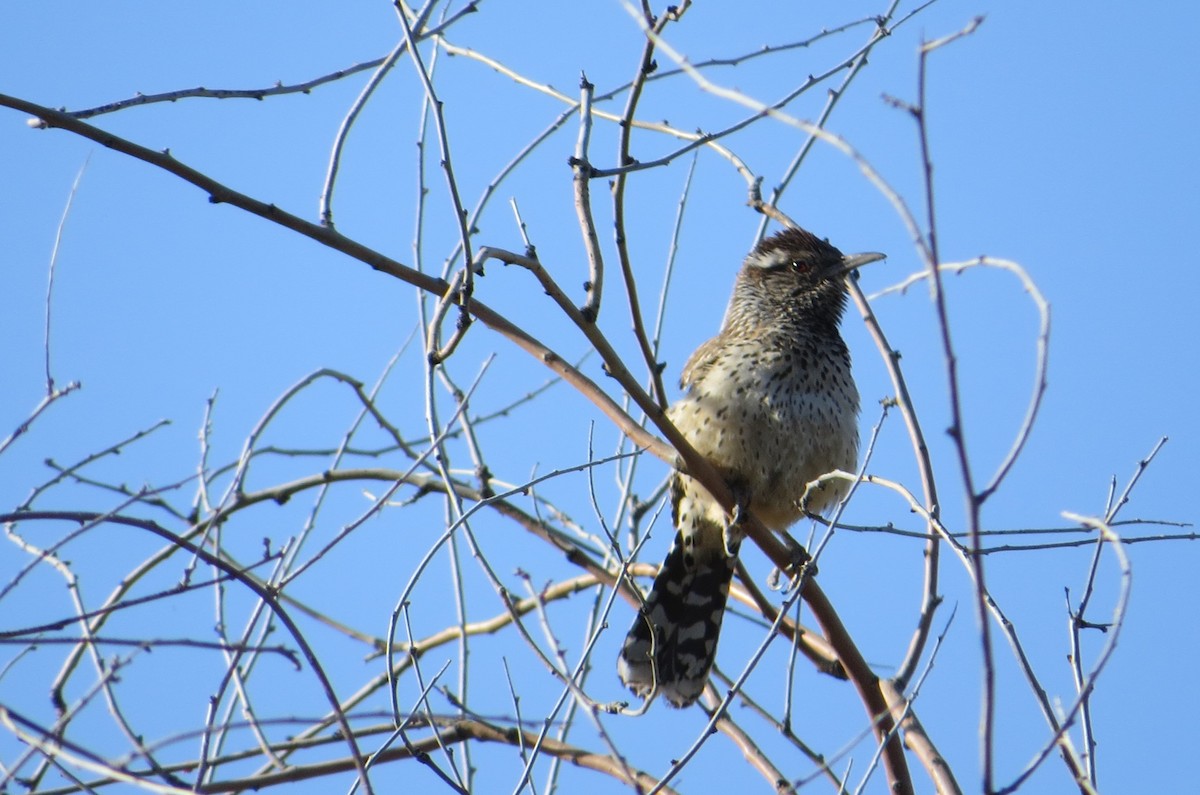 Cactus Wren - Alan Collier