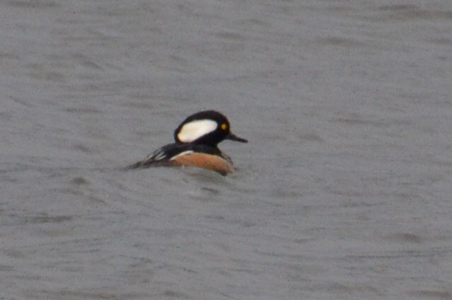 Hooded Merganser - Ted Armstrong