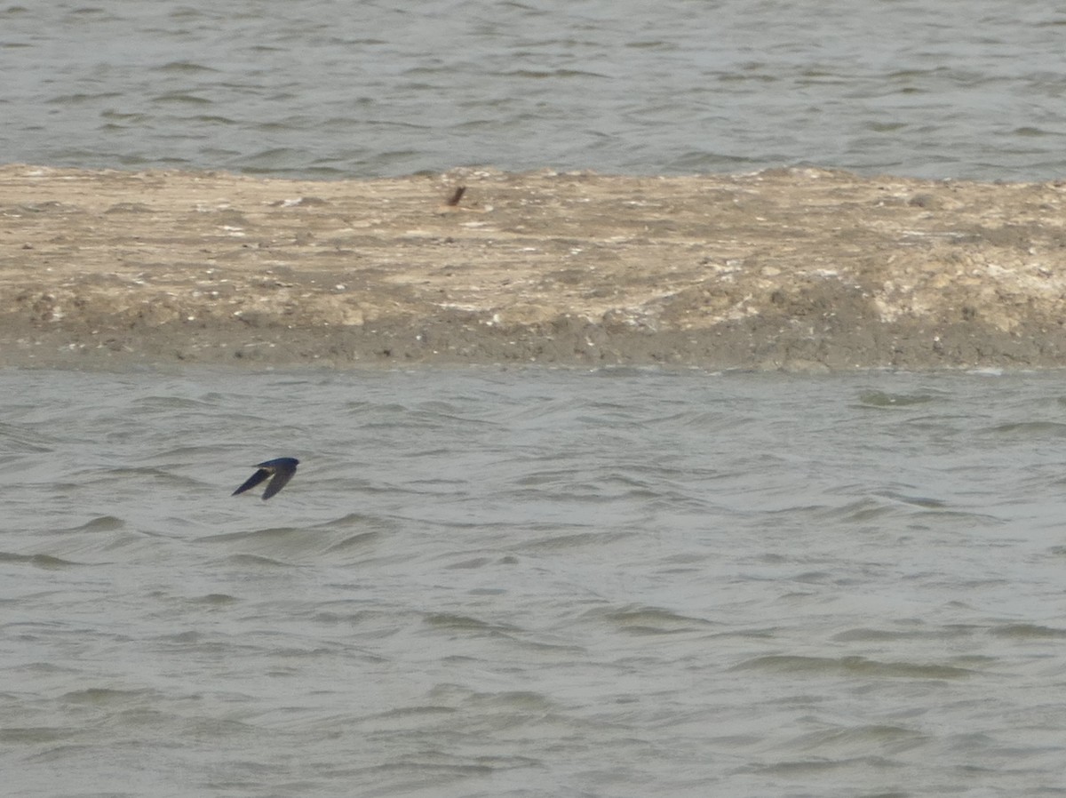 Barn Swallow - ML619466405