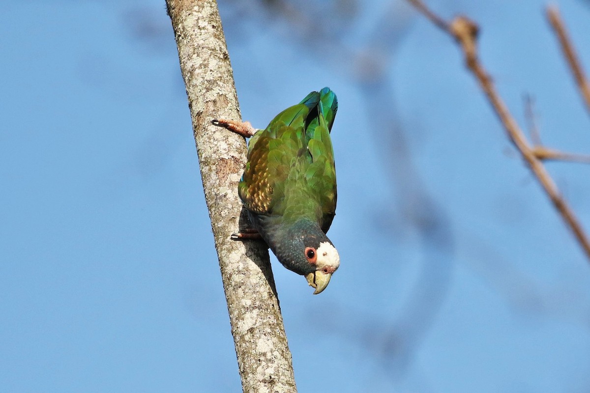 White-crowned Parrot - John and Milena Beer