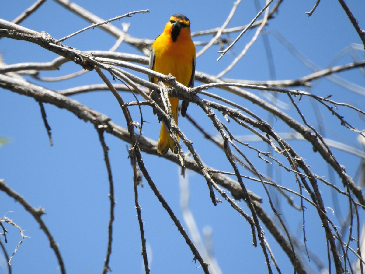 Bullock's Oriole - Patrick Gearin