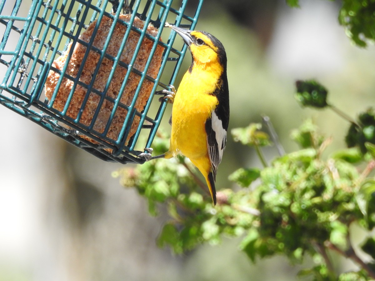 Bullock's Oriole - Patrick Gearin