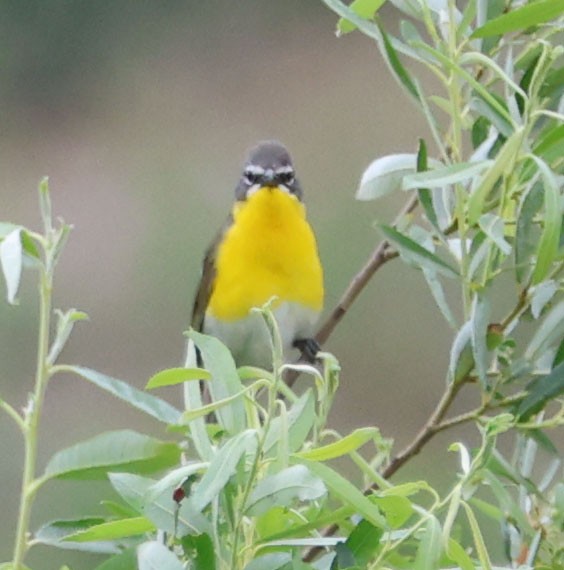 Yellow-breasted Chat - Diane Etchison