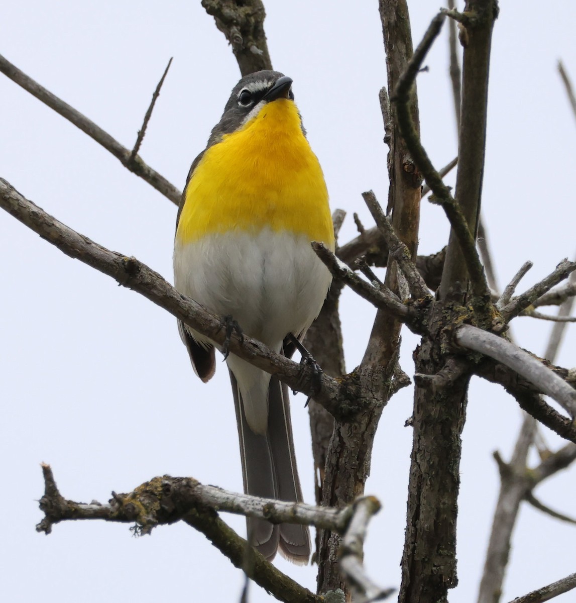 Yellow-breasted Chat - Diane Etchison