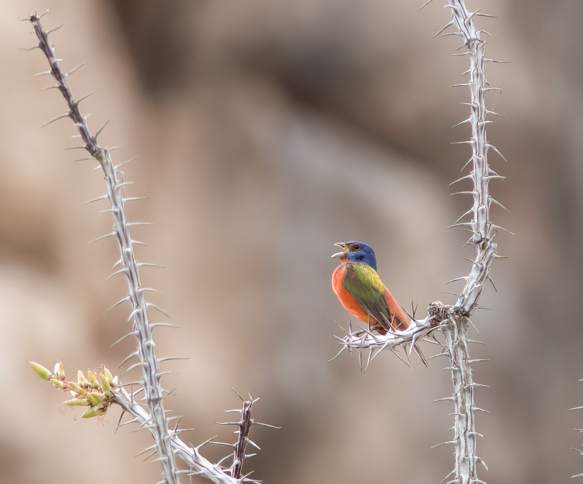 Painted Bunting - ML619466436