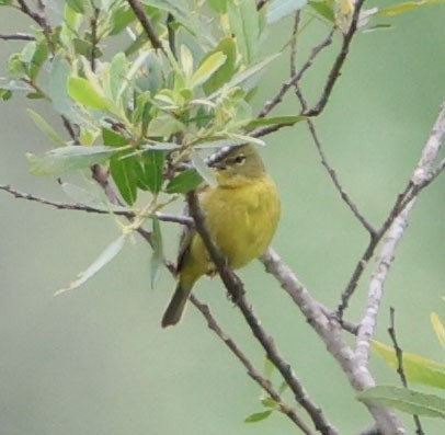 Orange-crowned Warbler - Diane Etchison