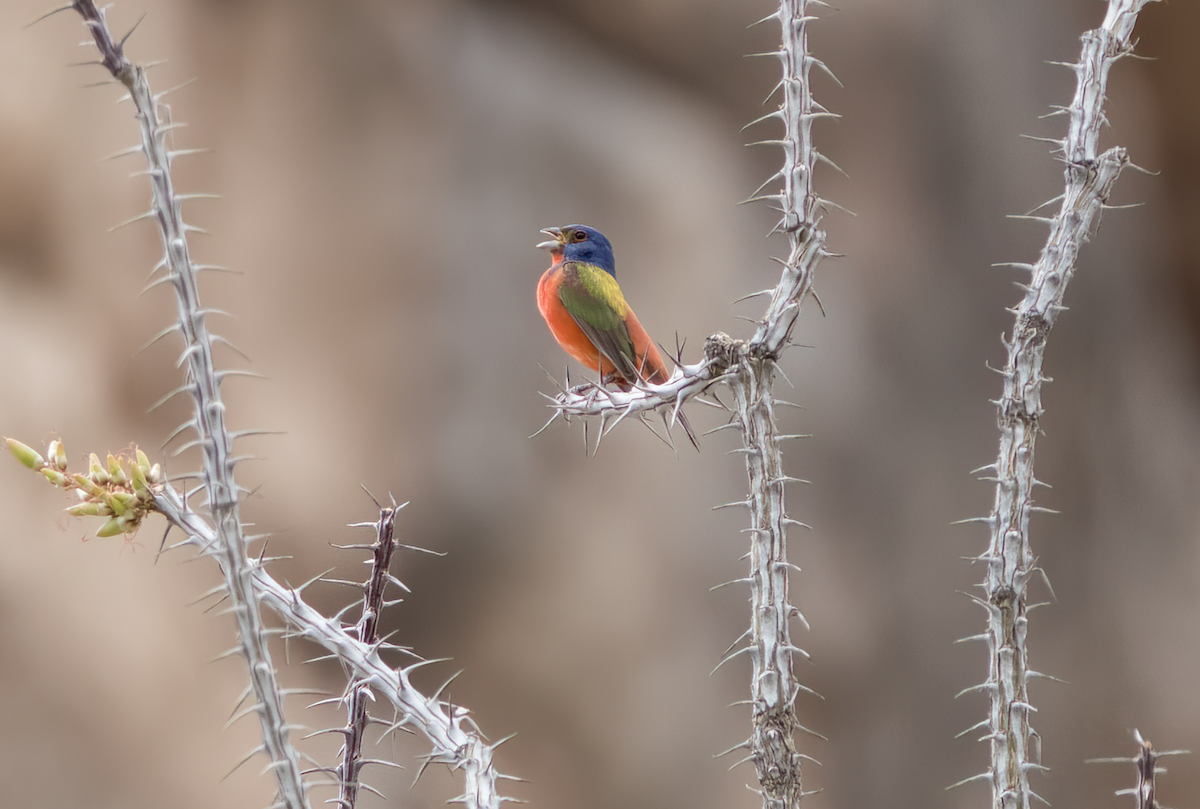 Painted Bunting - ML619466440