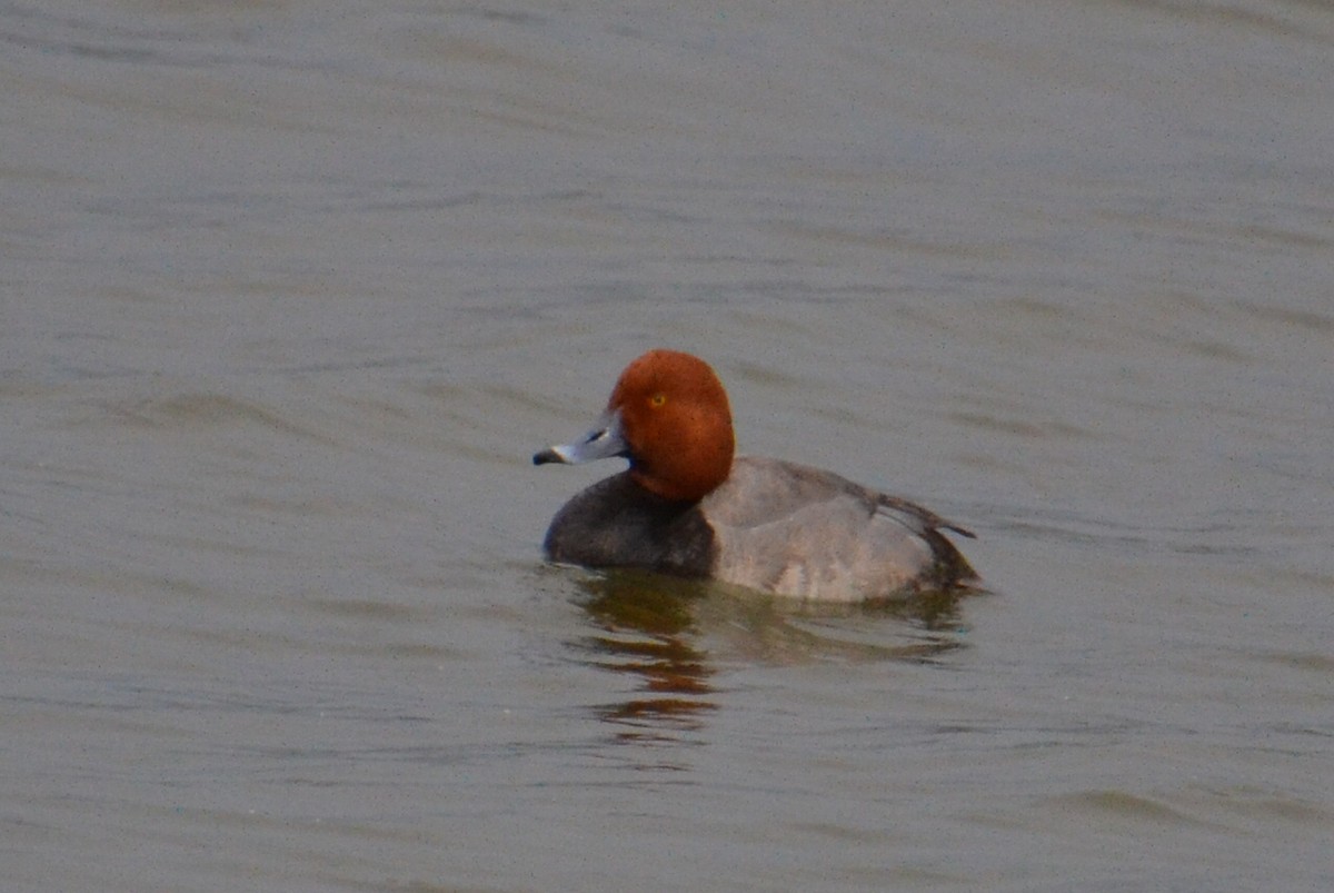 Redhead - ML619466453