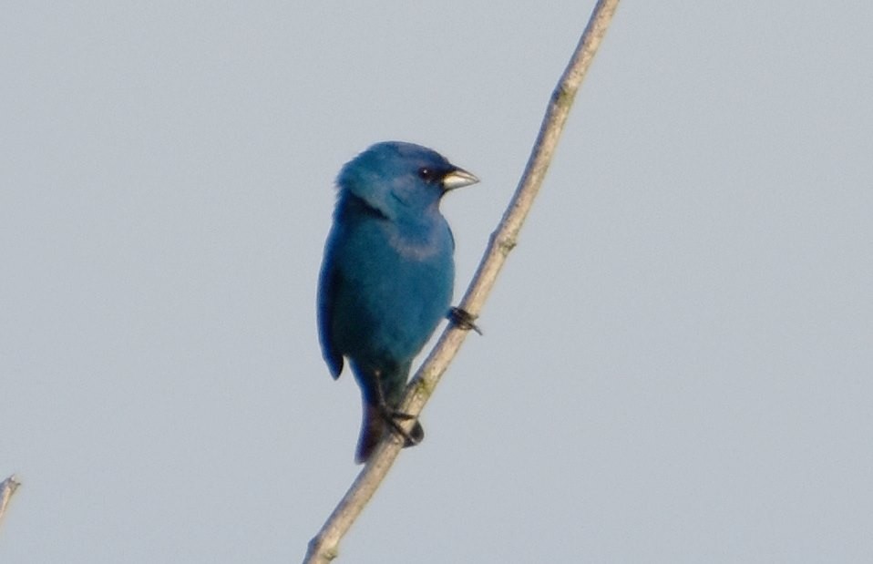 Indigo Bunting - Scott Jackson