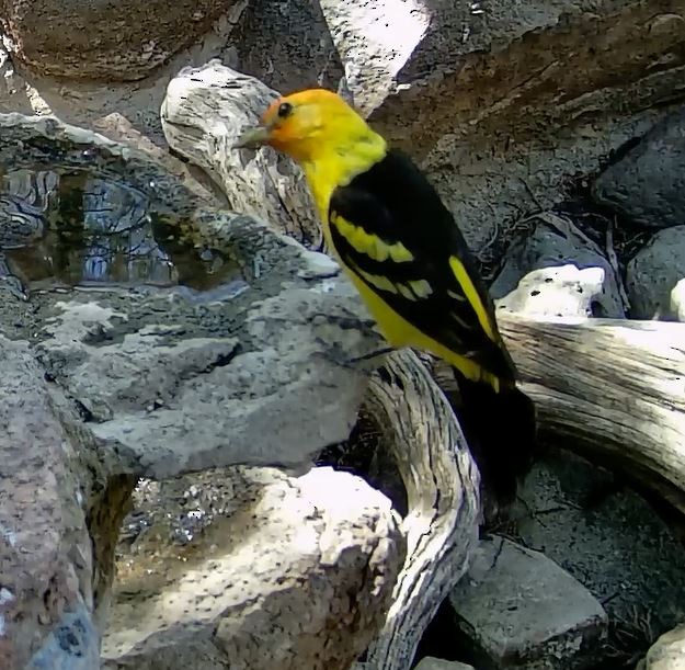 Western Tanager - Carolyn Ohl, cc