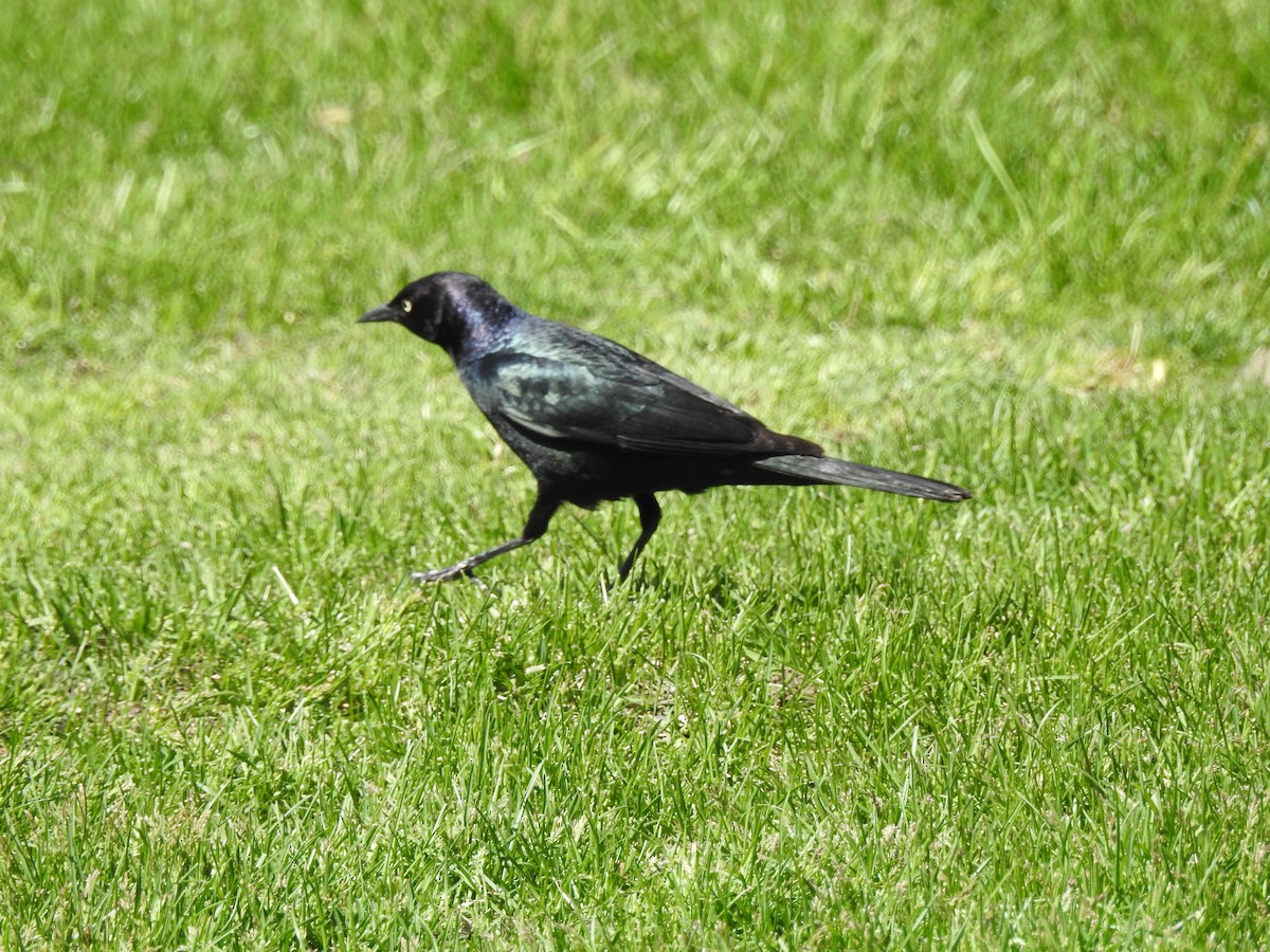 Brewer's Blackbird - Patrick Gearin