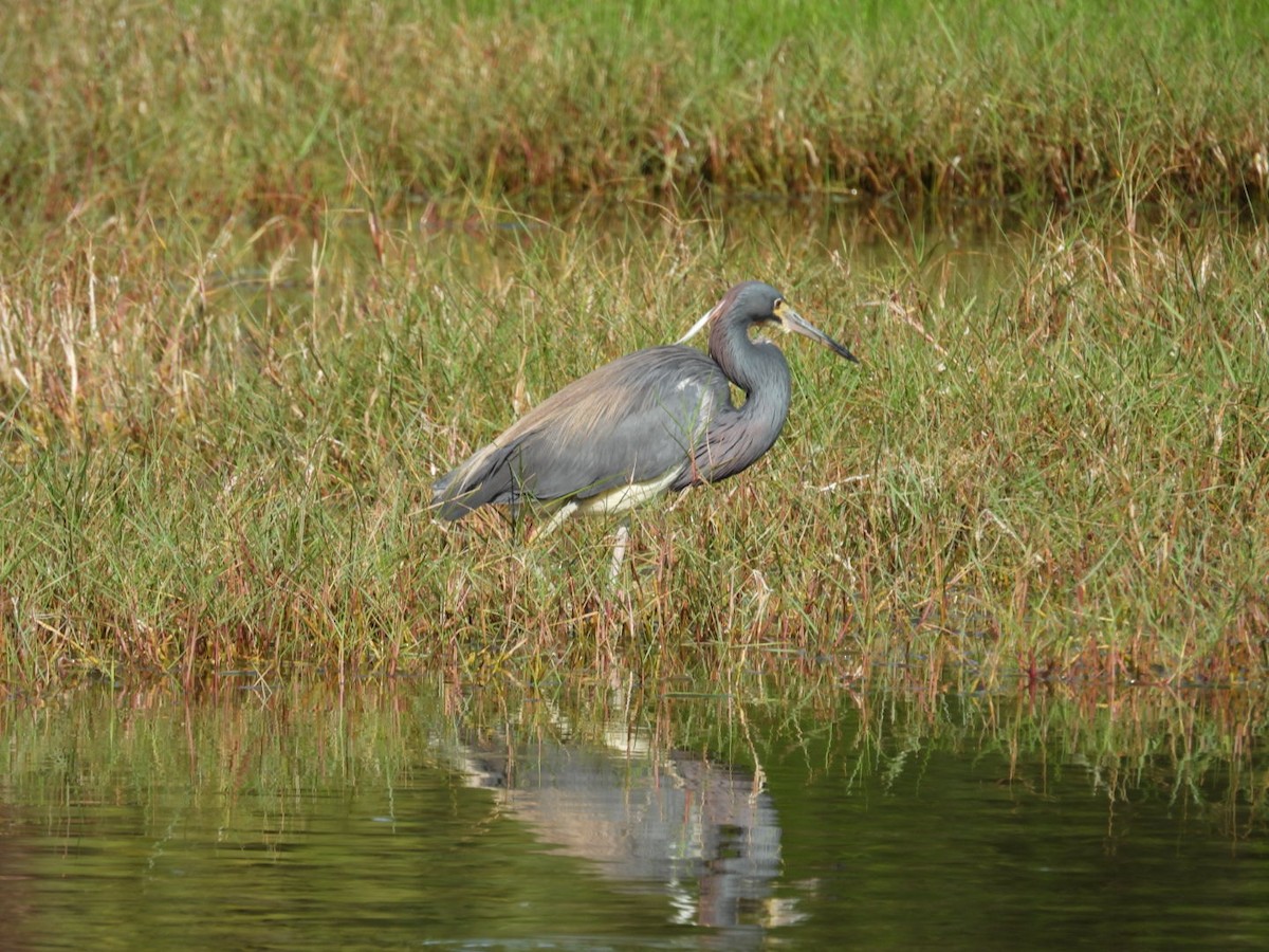 Tricolored Heron - Denise Rychlik