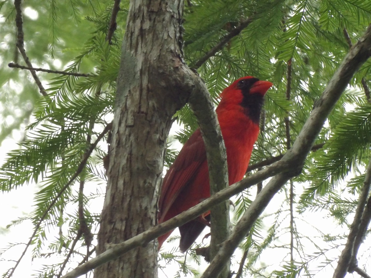 Cardinal rouge - ML619466475