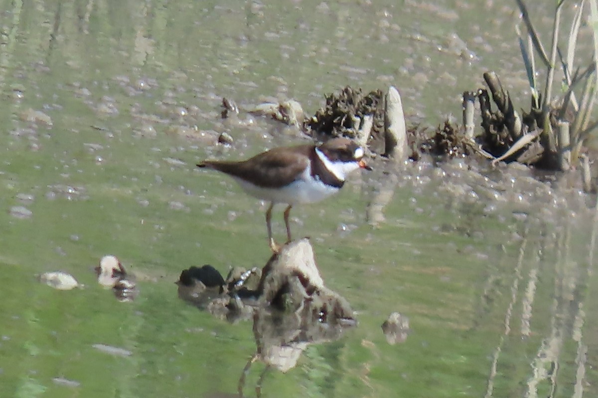Semipalmated Plover - ML619466478