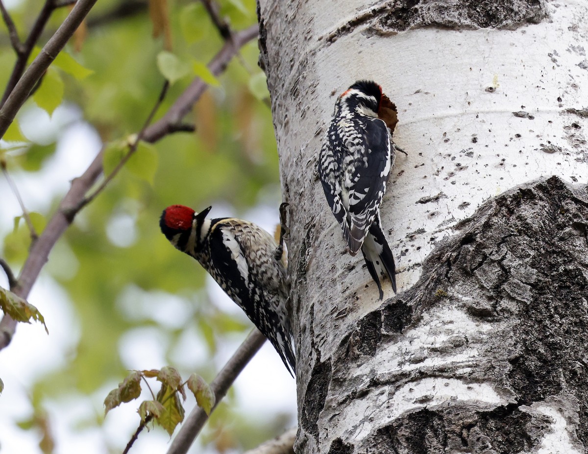 Yellow-bellied Sapsucker - David McQuade