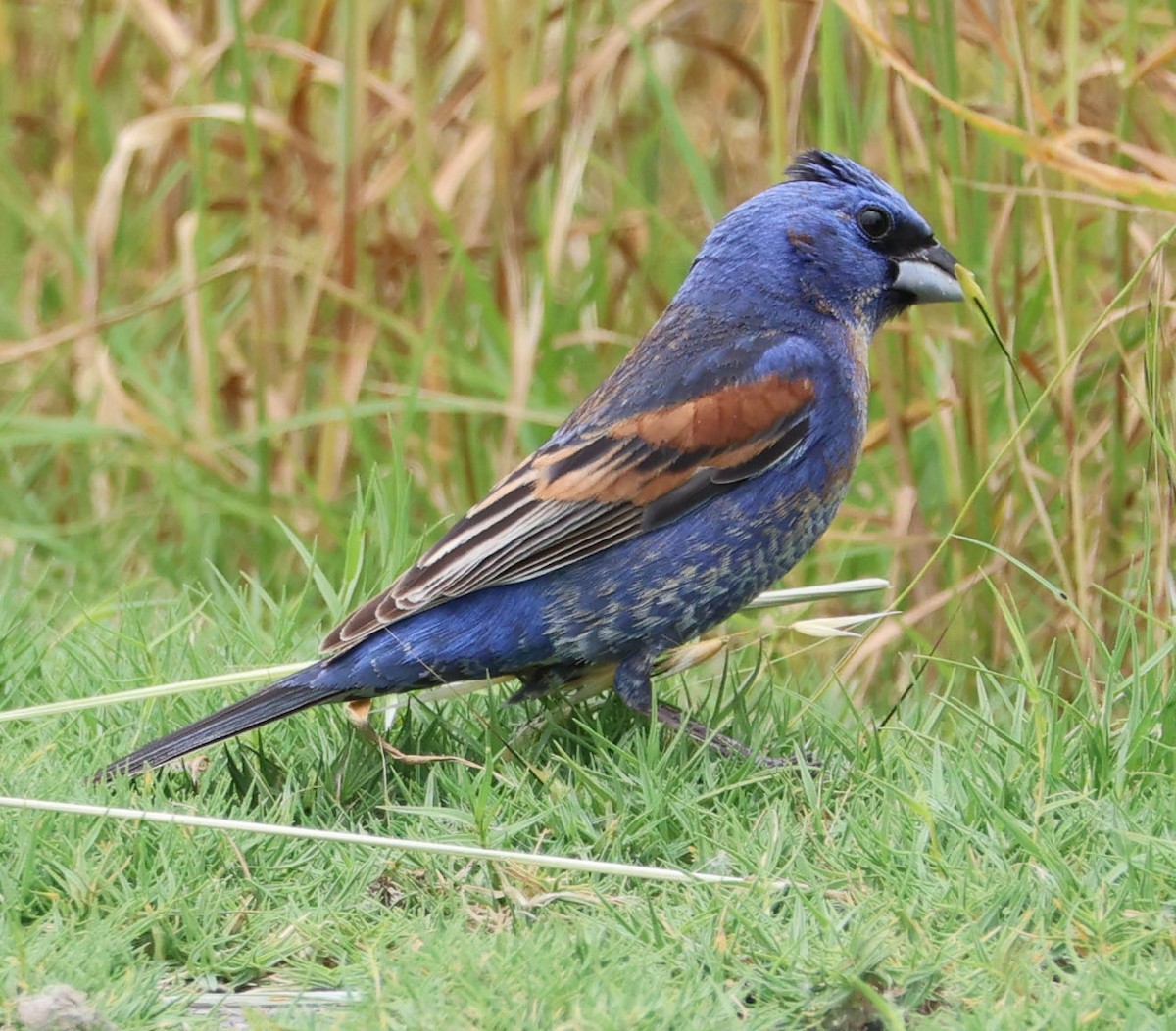 Blue Grosbeak - Diane Etchison