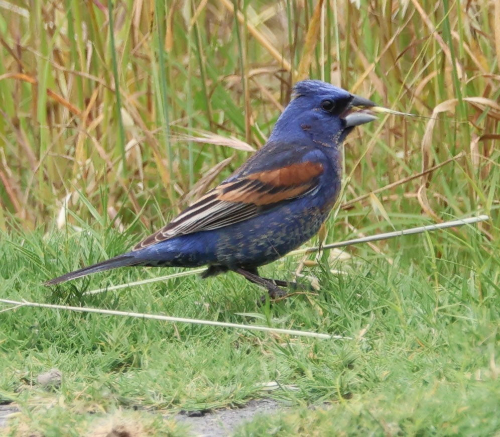 Blue Grosbeak - Diane Etchison