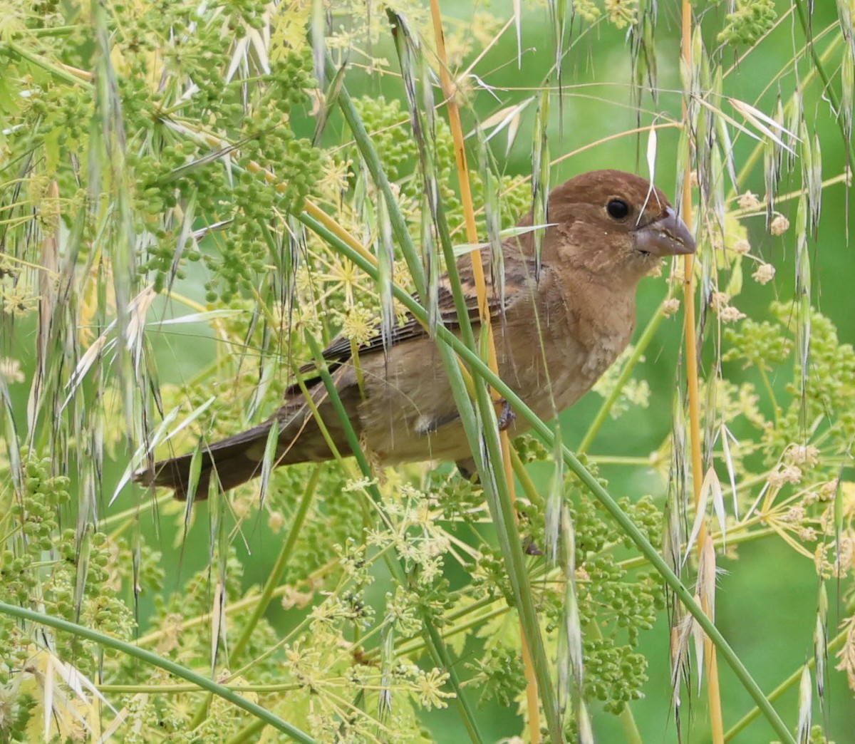 Blue Grosbeak - Diane Etchison