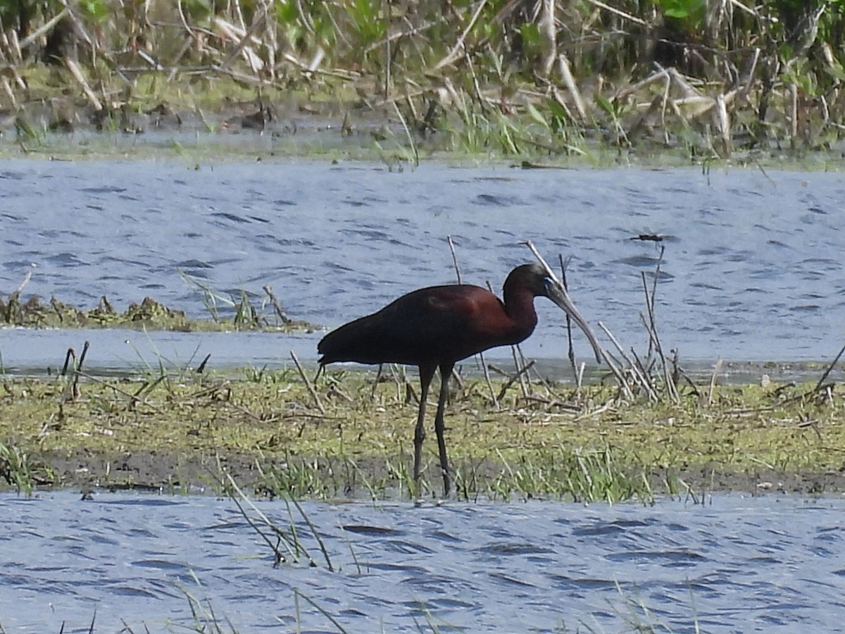 Glossy Ibis - ML619466500