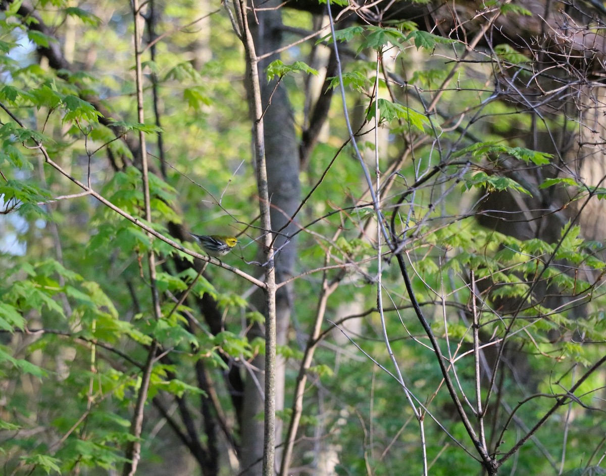 Black-throated Green Warbler - Lisa Maier