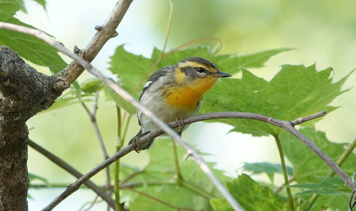 Blackburnian Warbler - William Boyes