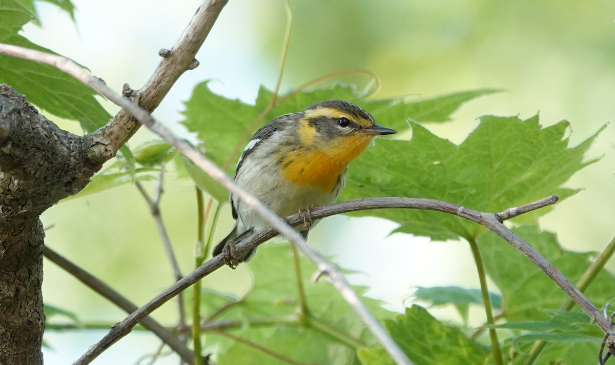 Blackburnian Warbler - William Boyes